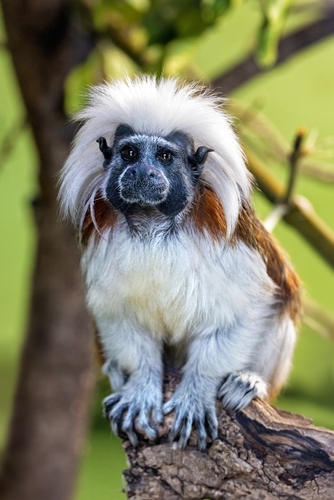 Cottontop Tamarin (Siguinus oedipus) – Exotic Primates